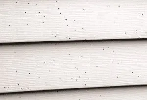 artillery-fungus-on-home